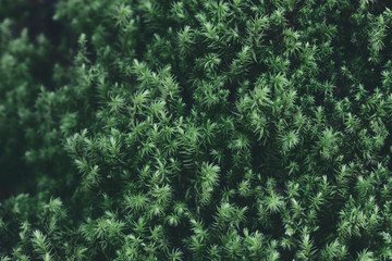 green moss background texture. Green background for refreshing. closeup