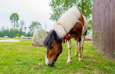 A horse grazing on the grass by the river