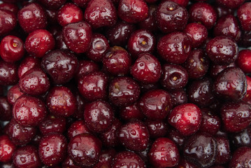 A lot of fresh sweet cherry fruit berries with water drops, close up. Pile of ripe cherries. Large collection of fresh red cherries. Ripe cherries texture background.