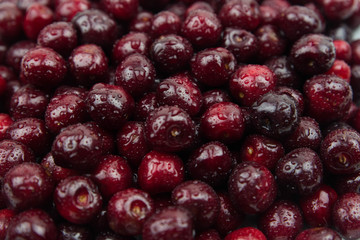 A lot of fresh sweet cherry fruit berries with water drops, close up. Pile of ripe cherries. Large collection of fresh red cherries. Ripe cherries texture background.