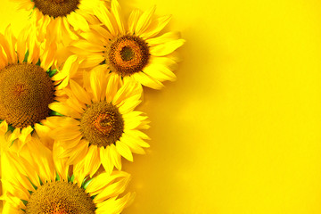Sunflowers on a yellow background with copy space. Floral close-up. Flat lay top-down composition with beautiful sunflowers. Top view of five sunflowers.