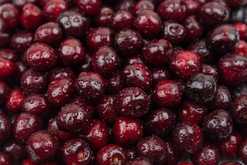 A lot of fresh sweet cherry fruit berries with water drops, close up. Pile of ripe cherries. Large collection of fresh red cherries. Ripe cherries texture background.