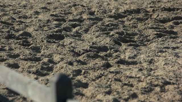 Foot of horse running on the sand. Legs of stallion galloping on the ground. Horse show concept.