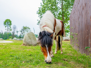 A horse grazing on the grass by the river
