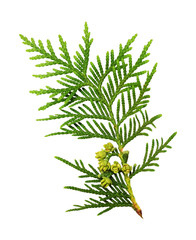 Naklejka premium Twig of thuya with buds