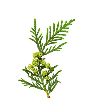 Twig of thuya with buds