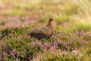 Red Grouse in natural moorland habitat with blooming purple heather and grasses.  Horizontal. Space for copy.