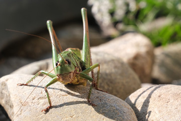 An Image of Grasshoppers . macro Grasshopper