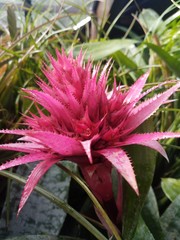 Bright pink tropical flower in botanic garden