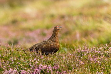 Red Grouse in natural moorland habitat with blooming purple heather and grasses.  Horizontal. Space for copy.