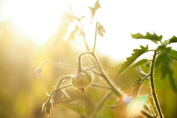 Green tomatoes hanging on the bushes at sunset.