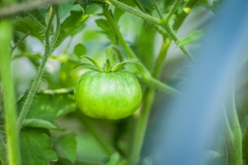 Green tomato on a bush growing in greenhouse closeup, blurred background