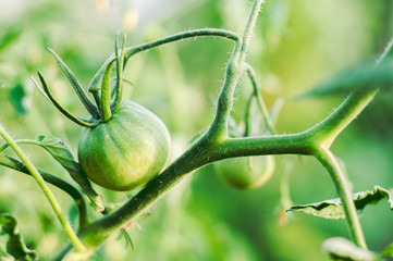Care and cultivation of tomatoes at home in their beds. Useful and environmentally friendly vegetables. Unripe green tomato.