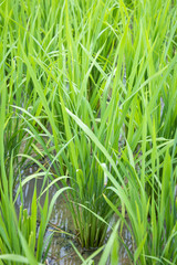 Young rice sprout growing in the rice field.