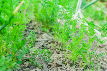 Growing carrots in the garden. Home garden. Young shoots make their way through the ground.
