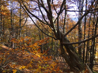 Jesień w Bieszczadach, Polska