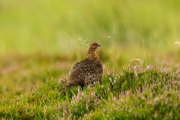 Red Grouse in natural moorland habitat with blooming purple heather and grasses.  Horizontal. Space for copy.