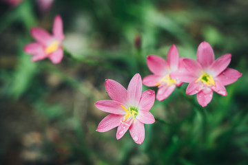 beautiful pink rain lily flower.