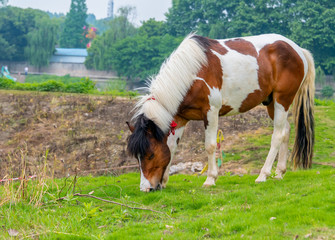 A horse grazing on the grass by the river