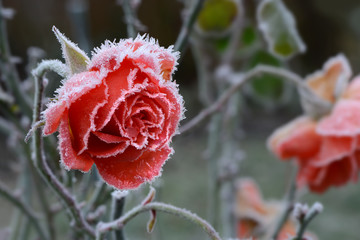 Blumen 1126