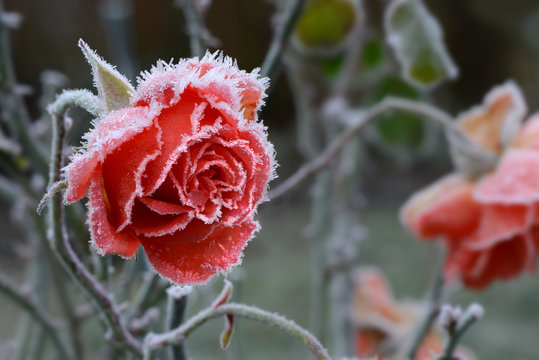 Blumen 1126