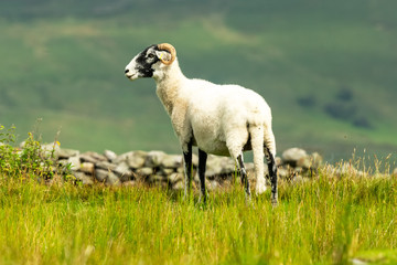 Fototapeta premium Swaledale Ewe in summer meadow in Swaledale in the Yorkshire Dales, England. Horizontal, space for copy.
