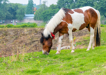 Naklejka na ściany i meble A horse grazing on the grass by the river
