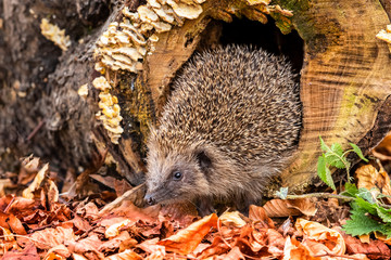Hedgehog, wild, free roaming hedgehog, taken  from wildlife garden hide to monitor health and population of this favourite but declining mammal, space for copy © Moorland Roamer