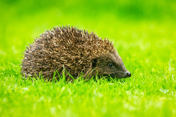 Hedgehog, wild, native, European hedgehog in natural garden habitat on green grass lawn facing right.  Horizontal.  Space for copy