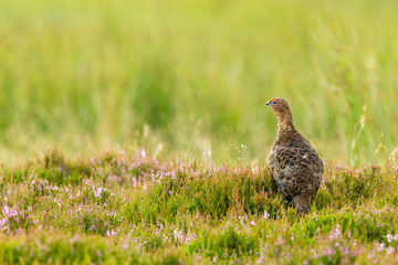 Red Grouse male, facing left in natural moorland habitat with colourful purple heather.  Landscape, Horizontal. Space for copy.