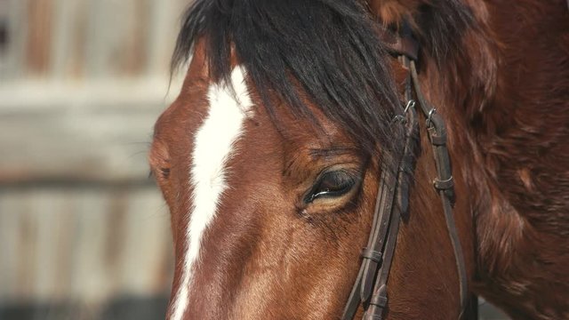 Close up of a beautiful brown horse outdoors. Eyes of hoofed animal. Rural ranch life.