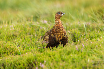 Red Grouse facing right in natural moorland habitat with heather and grasses.  Horizontal.  Space for copy