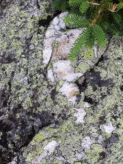 Spruce twig at granite and moss background