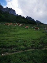 Fototapeta na wymiar the alpen in chiemgau mountains