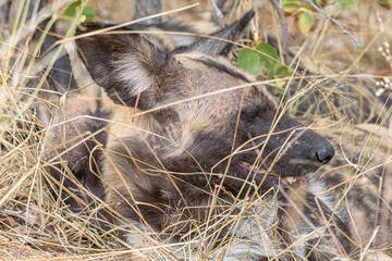 Close-up of head of wild dog hiding in grass