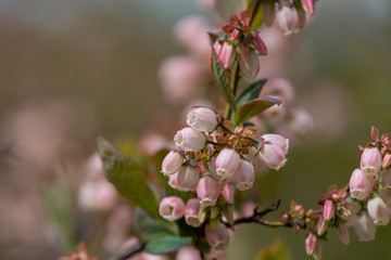 Blueberry Tree and Pink Flower