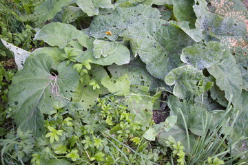 Fototapeta premium green leaves of burdock close up