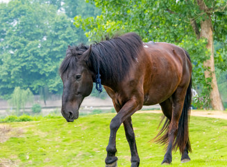 A horse grazing on the grass by the river