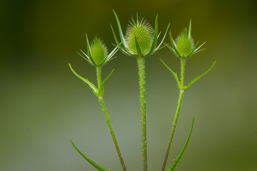 Teasel heads just about to bloom.  Three green teasels with blurred green background. Concept: nature and calmness.  Landscape, Horizontal