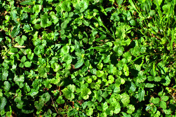 Fototapeta na wymiar green leaves background,grass,garden,summer,flora, fresh, natural,