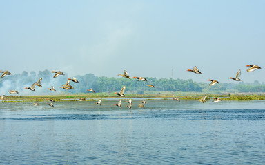 Species of aquatic migratory terrestrial birds of fresh water and habitat spotted in Okhla Bird...