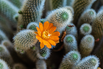 Rebutia in fiore  coltivata in vaso- E' una pianta della famiglia delle Cactacee