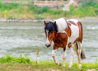 A horse grazing on the grass by the river