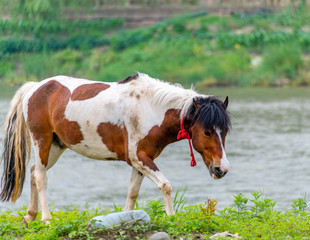 Naklejka na ściany i meble A horse grazing on the grass by the river