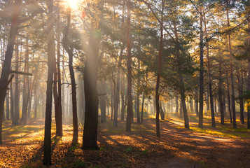 Obraz premium A beautiful forest, flooded with sunlight. A pleasant morning walk among tall trees. Sunbeams play in the branches of pines.