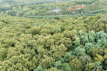 Fototapeta na wymiar Aerial view of deciduous woods at summertime on a cloudy day .