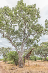 Fototapeta premium South African Giraffe standing beneath a large tree