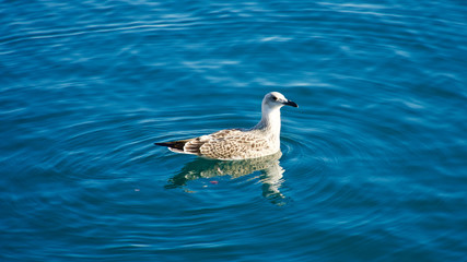 wide-winged sea gull resting and floating