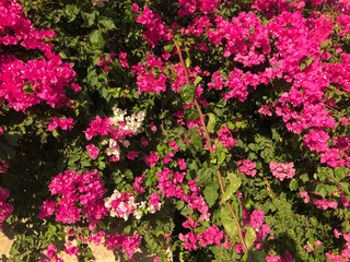 beauty, nature, summer, botanic, petal, greece, mykonos, park, greek, blossom, green, texture, santorini, leaf, flower, home, outdoor, tropical, blooming, bodrum, purple, garden, shiny, ornamental, ho