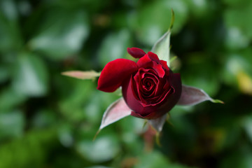 Close-up of red rose bud in garden